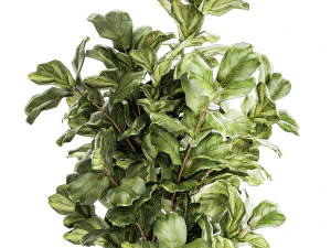 Albero in moderno vaso da fiori bianco Ficus lyrata 1459 Modello 3D