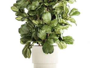 Albero in moderno vaso da fiori bianco Ficus lyrata 1459 Modello 3D