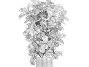 Albero in moderno vaso da fiori bianco Ficus lyrata 1459 Modello 3D