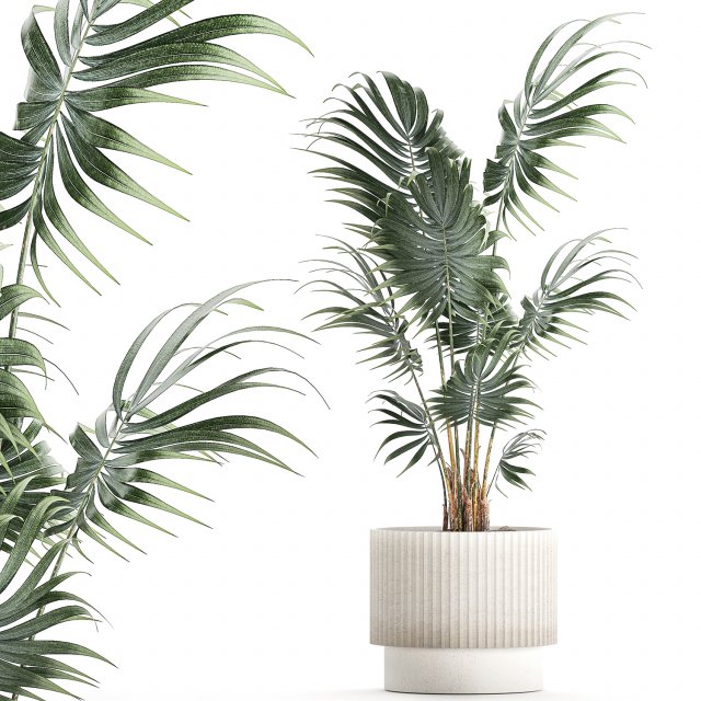 Beautiful small indoor Howea palm tree in a flower pot 1460 Modèle 3D .c4d .max .obj .3ds .fbx .stl .blend 
