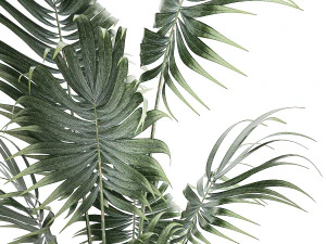 Bellissima piccola palma Howea da interno in un vaso da fiori 1460 Modello 3D