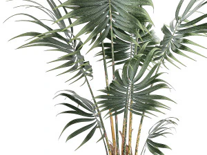 Bellissima piccola palma Howea da interno in un vaso da fiori 1460 Modello 3D