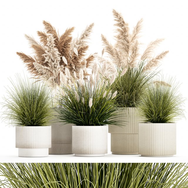 Pampas grass bushes in pots landscaping feather grass 1461 Modelo 3D .c4d .max .obj .3ds .fbx .stl .blend 