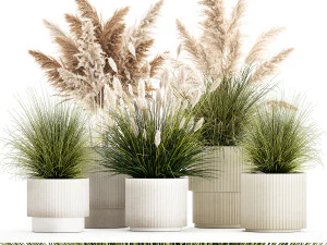 Pampas grass bushes in pots landscaping feather grass 1461 3D Model