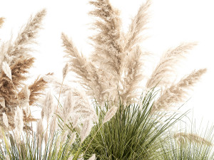 Pampas grass bushes in pots landscaping feather grass 1461 Modelo 3D