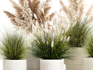 Pampas grass bushes in pots landscaping feather grass 1461 Modelo 3D