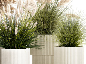 Pampas grass bushes in pots landscaping feather grass 1461 Modelo 3D