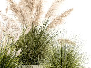 Pampas grass bushes in pots landscaping feather grass 1461 Modelo 3D