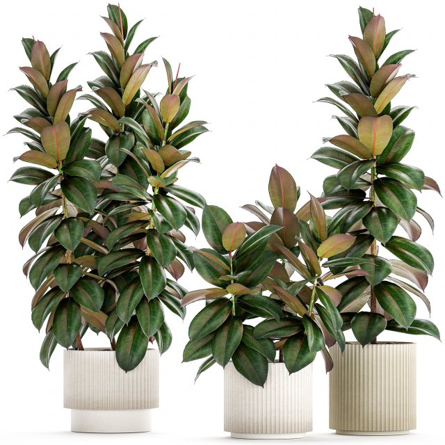 Ficus Tree Small Set White Modern Pot 1462 3D Model .c4d .max .obj .3ds .fbx .stl .blend 