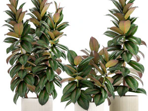 Ficus Tree Set piccolo vaso moderno bianco 1462 Modello 3D