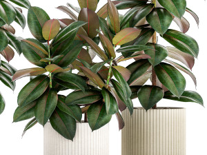 Ficus Tree Small Set White Modern Pot 1462 3D Model
