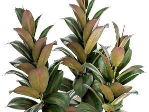 Ficus Tree Small Set White Modern Pot 1462 3D Model