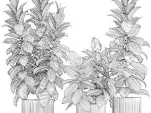 Ficus Tree Small Set White Modern Pot 1462 3D Model