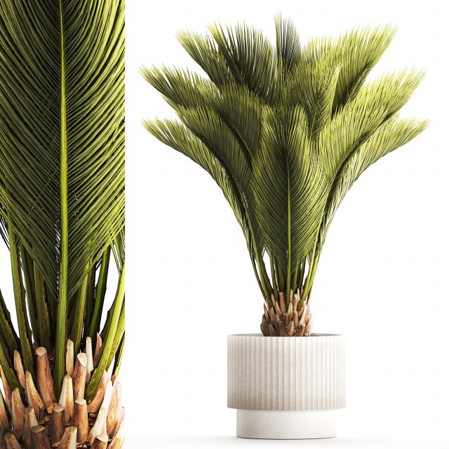 Small date palm in a white modern pot 1463 3D-Modell .c4d .max .obj .3ds .fbx .stl .blend 