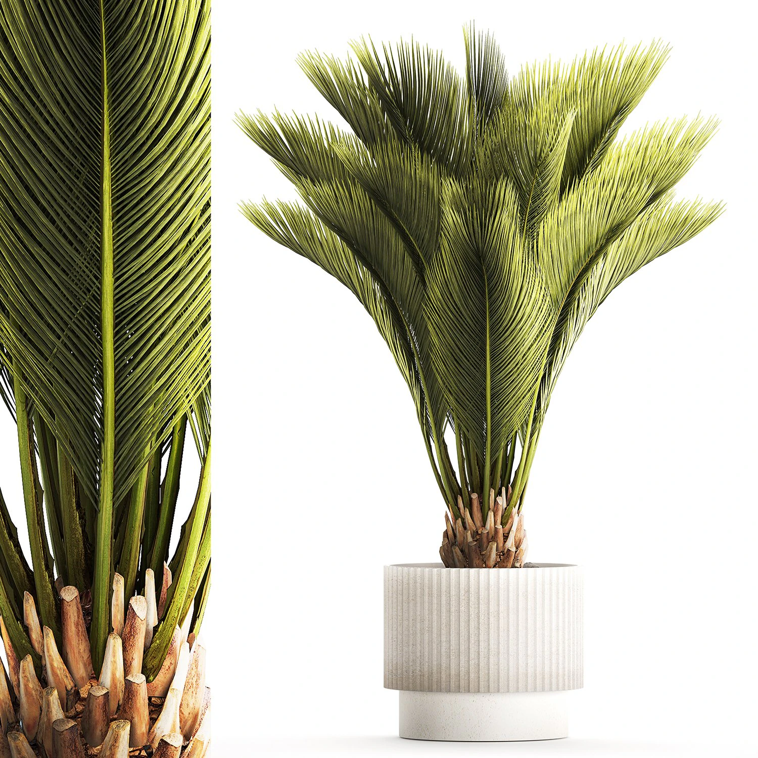 Small date palm in a white modern pot 1463 3D Model .c4d .max .obj .3ds .fbx .stl .blend 