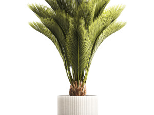Small date palm in a white modern pot 1463 3D-Modell