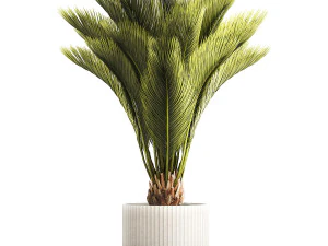 Small date palm in a white modern pot 1463 3D Model