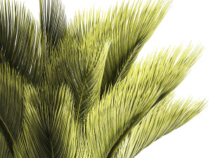 Small date palm in a white modern pot 1463 3D-Modell