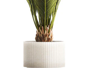 Small date palm in a white modern pot 1463 3D Model