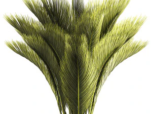 Small date palm in a white modern pot 1463 3D Model