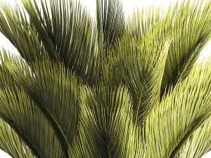 Small date palm in a white modern pot 1463 3D Model