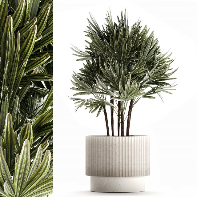 Small Raphis palm in a white modern pot 1464 Model 3D .c4d .max .obj .3ds .fbx .stl .blend 