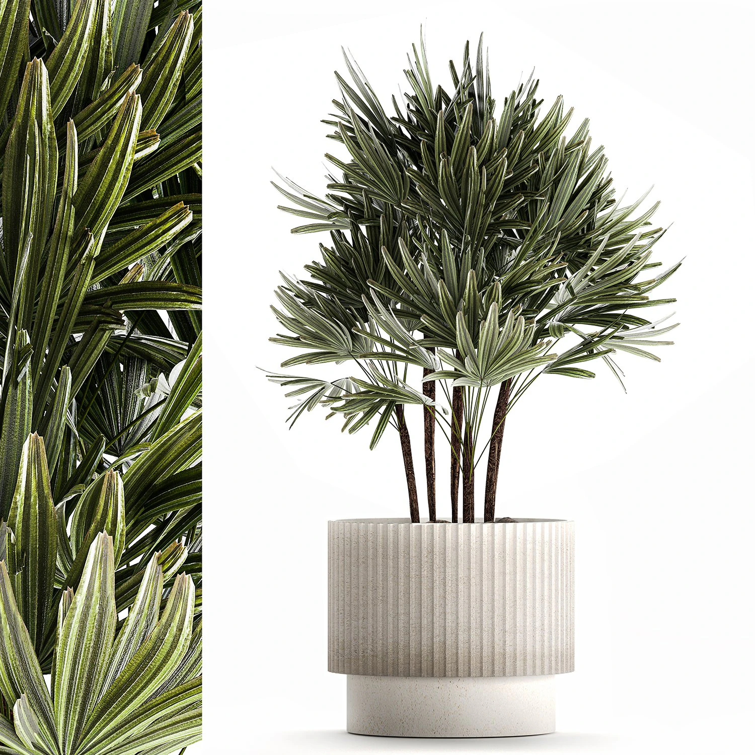 Small Raphis palm in a white modern pot 1464 3D Model .c4d .max .obj .3ds .fbx .stl .blend 