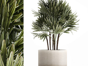 Small Raphis palm in a white modern pot 1464 Modelo 3D