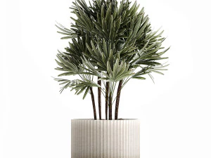 Small Raphis palm in a white modern pot 1464 3D Model