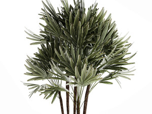 Small Raphis palm in a white modern pot 1464 Model 3D