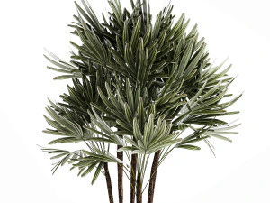 Small Raphis palm in a white modern pot 1464 3D Model