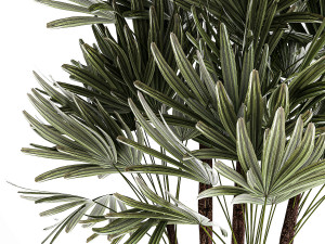 Small Raphis palm in a white modern pot 1464 Model 3D