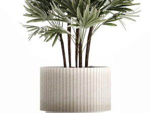 Small Raphis palm in a white modern pot 1464 3D Model