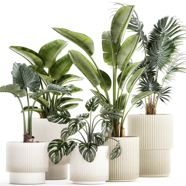 Small plants in white pots Strelitzia palma monstera 1465 3D Model .c4d .max .obj .3ds .fbx .stl .blend 