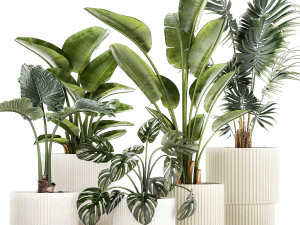 Plantas pequenas em vasos brancos Strelitzia palma monstera 1465 Modelo 3D