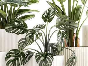 Small plants in white pots Strelitzia palma monstera 1465 3D Model