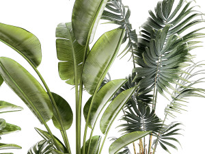 Small plants in white pots Strelitzia palma monstera 1465 3D Model
