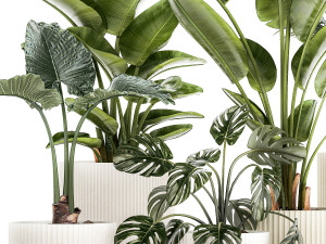 Small plants in white pots Strelitzia palma monstera 1465 3D Model