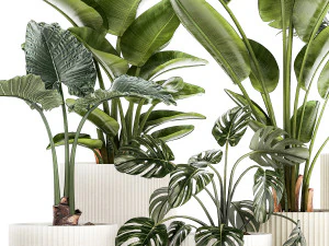 Piccole piante in vasi bianchi Strelitzia palma monstera 1465 Modello 3D