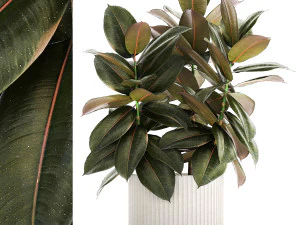 Piccolo albero in vaso moderno bianco Ficus elastica 1466 Modello 3D