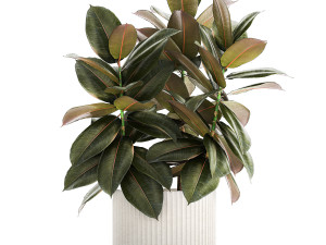 Small tree in a modern white pot Ficus elastica 1466 Modelo 3D