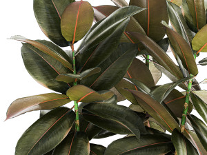 Small tree in a modern white pot Ficus elastica 1466 Modelo 3D