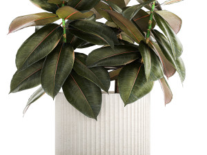 Small tree in a modern white pot Ficus elastica 1466 Modelo 3D