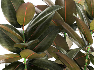 Small tree in a modern white pot Ficus elastica 1466 Modelo 3D