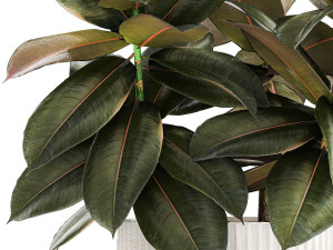 Small tree in a modern white pot Ficus elastica 1466 Modelo 3D