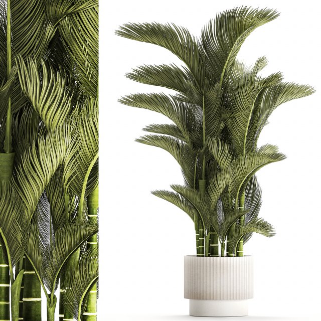 Small Indoor Palm White Pot Dypsis Cyrtostachys 1467 3D मॉडल .c4d .max .obj .3ds .fbx .stl .blend 