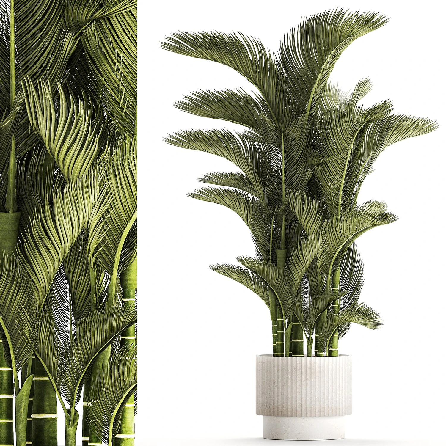 Small Indoor Palm White Pot Dypsis Cyrtostachys 1467 3D Model .c4d .max .obj .3ds .fbx .stl .blend