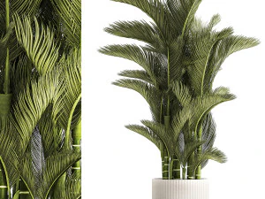 Small Indoor Palm White Pot Dypsis Cyrtostachys 1467 3D Model