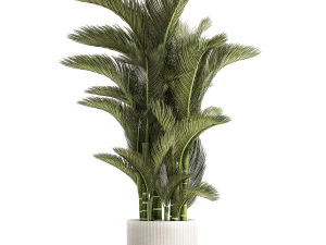 Small Indoor Palm White Pot Dypsis Cyrtostachys 1467 3D Model