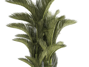 Small Indoor Palm White Pot Dypsis Cyrtostachys 1467 3D मॉडल